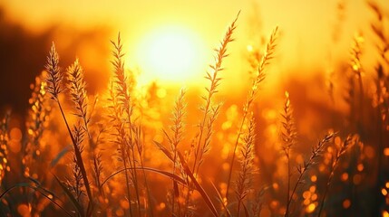 Golden sunlight shining through tall wild grasses in a field at sunset creating a warm and peaceful atmosphere
