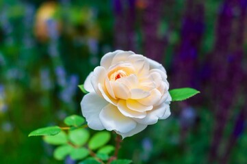 A delicate rose with creamy white petals, set against a blurred salvia background.