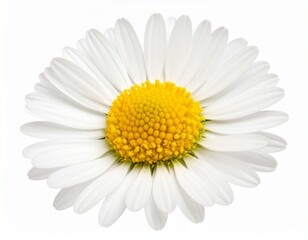Daisy Flower (Bellis perennis) in Studio and Natural Meadow &ndash; Photorealistic Photography