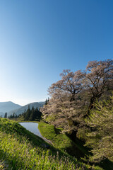 駒つなぎの桜の日の出