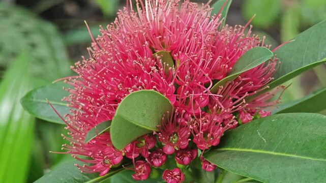 Red golden penda flower (Xanthostemon chrysanthus).
