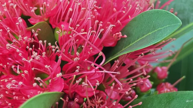 Red golden penda flower (Xanthostemon chrysanthus).
