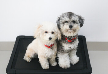 Two Toy Poodles. One Silver Phantom toy poodle and one Apricot toy poodle sit side by side on a black elevated dog bed, cozy and close like best friends.