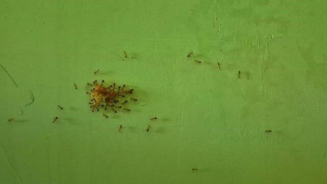 A group of ants carrying food on the green wall