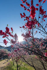花桃の里の桜と桃