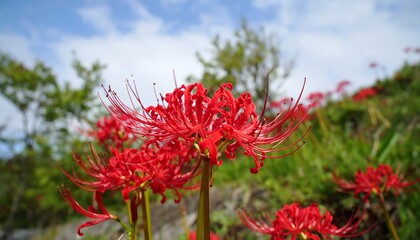 Vibrant red flowers against a partly cloudy sky