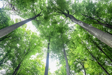 Arbres en foret de Soignes Belgique Bruxelles