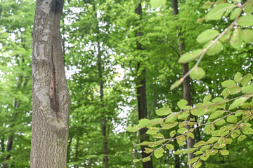 Arbres en foret de Soignes Belgique Bruxelles