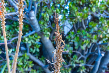 Part of a dried plant in the garden closeup
