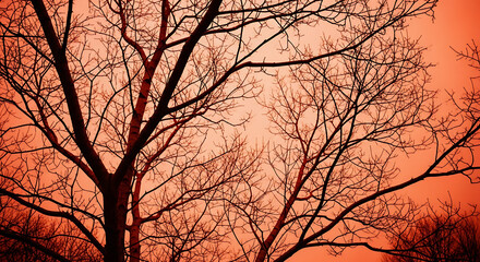 Obraz premium Bare trees silhouetted against a vibrant orange sky in a low angle shot on a winter day outdoors ai generated