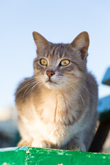 Portrait of a cream colored cat sitting on the green bench, the seaside promenade of Malta