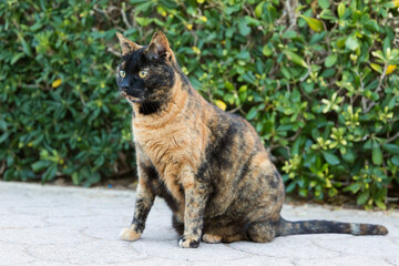 A tortoiseshell cat is sitting on a stone paving in front of a hedge, Republic of Malta.