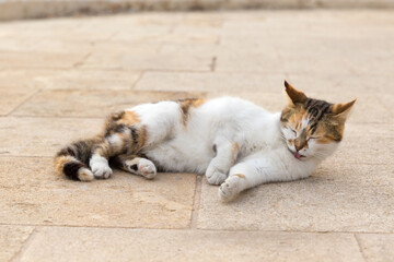 A calico cat rolling on Malta's cobblestones by the sea