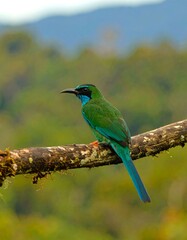 Obraz premium Colorful bird on branch in forest