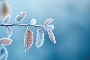 Close-up of a frost-covered branch with delicate leaves against a soft blue blurred background, evoking a chilly and serene winter morning