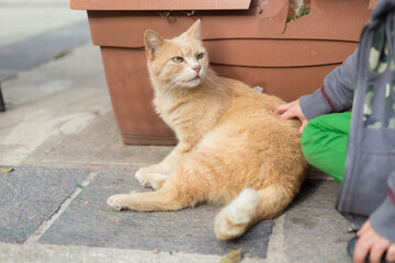 An orange tabby cat delights in being petted in Malta's tourist areas.