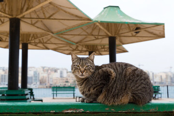 A brown tabby resting on a green bench in Malta's tourist areas.