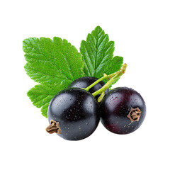 Black currant paired with a green leaf png