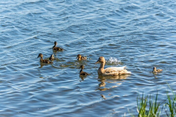 A family of ducks, a duck and its little ducklings are swimming in the water. The duck takes care...