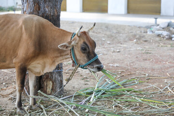 Indian breed country cow in farm
