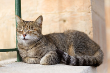 A brown tabby cat sleeping against a green fence, Republic of Malta
