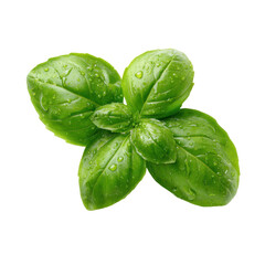Fototapeta premium A single green basil leaf, isolated on transparent background