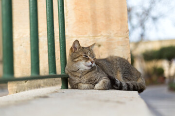 A brown tabby cat resting against a green fence, Republic of Malta