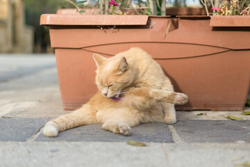 An orange tabby cat grooming itself with its tongue, Republic of Malta