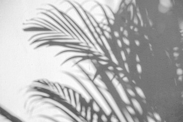Natural arecaceae leaf shadows on white wall blurred background nature fresh wallpaper concept, for background design for text.