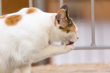 A calico cat grooming its paws in the Republic of Malta.