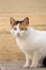 A calico cat living around the stone wall in Malta.