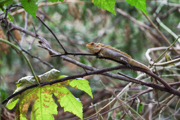 Oriental garden lizard in tree beanch	
