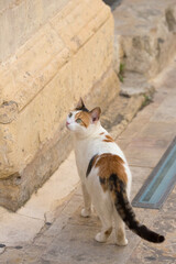 A calico cat looking up at a stone pillar in the historic district of Malta.