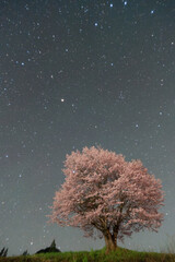 野平の一本桜と夜空