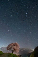 野平の一本桜と夜空