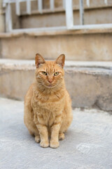 Portrait of an orange tabby cat sitting on a stone step in Malta.