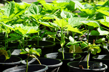 Beautiful yellow of Sunflower, Sunflower sprouts in pots among green leaves and soft blurred style for background, selective focus point.
