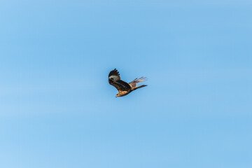 The bird of prey Black Kite flying in blue Sky