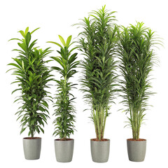 Fototapeta premium Four tall indoor potted green plants for modern home or office decoration minimalist style decor