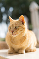 Close-up of an orange tabby cat resting in Malta's tourist areas.