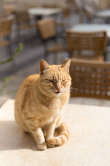 An orange tabby cat sitting at a table in Malta's tourist areas, Republic of Malta.