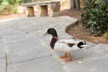A male wild mallard duck walks on the cobblestones of a tourist spot in Malta.