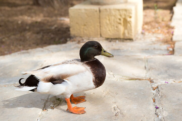 A male wild mallard duck walks on the cobblestones of a tourist spot in Malta.