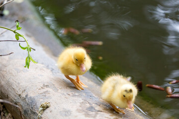Wild ducklings walking in a line near the pond in the Republic of Malta.
