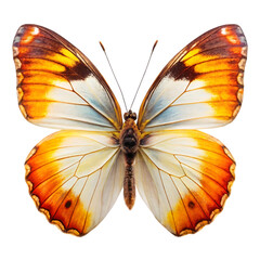Rare Butterfly isolated on a transparent background