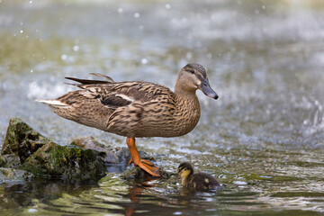 Side view of a wild duck standing in a pond, Republic of Malta