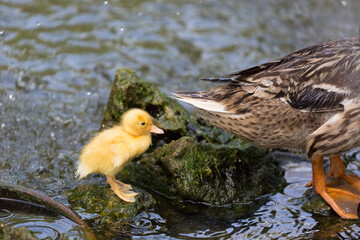 A duckling following an adult duck in the pond, the Republic of Malta.