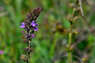 Eisenkraut-Salbei // wild clary ,wild sage (Salvia verbenaca) - Ohridsee, Albanien