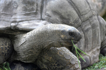 A giant tortoise calmly eating green grass, showcasing its rough textured skin and massive shell.