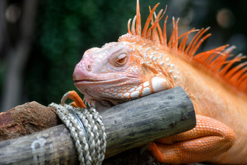 A striking orange iguana rests on a wooden branch, its spiky crest and textured scales glowing vividly against the blurred green background.